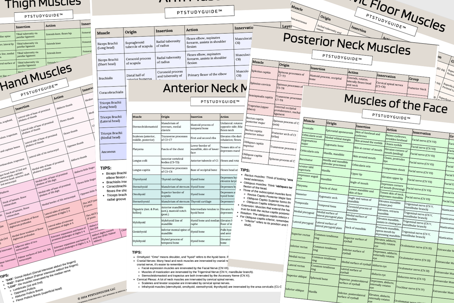 *NEW* Muscle Guide - PDF Download