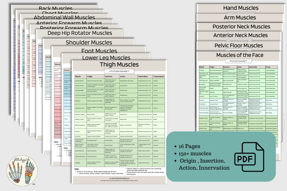 Printable Muscle Chart.pdf Muscle Guide - PDF Download – Ptstudyguide