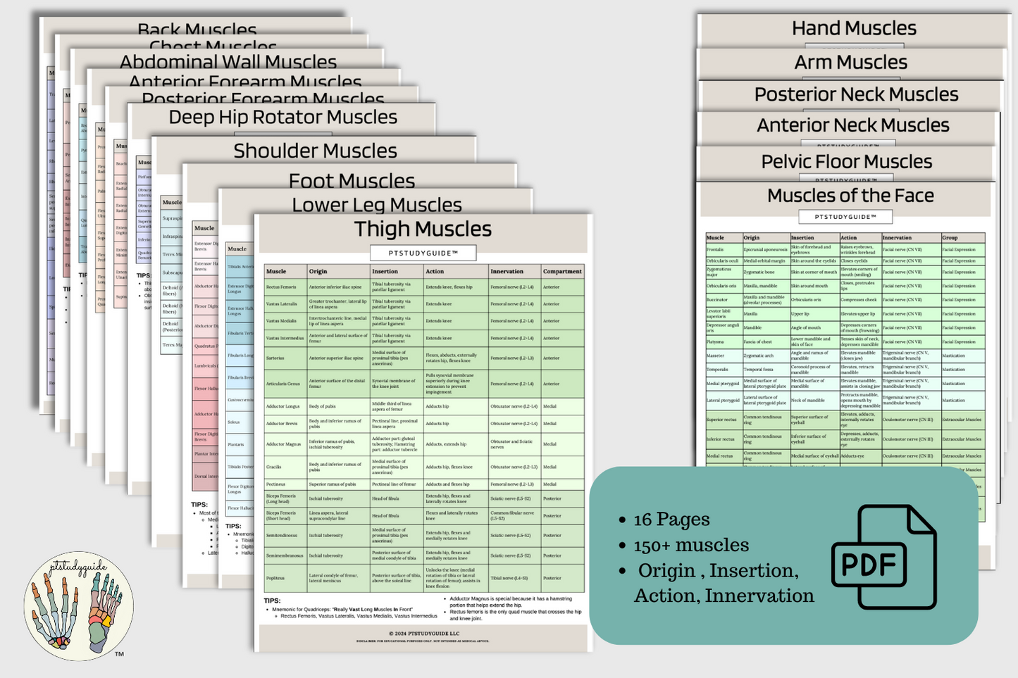 *NEW* Muscle Guide - PDF Download